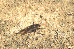 Proctacanthus philadelphicus