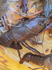 Procambarus clarkii