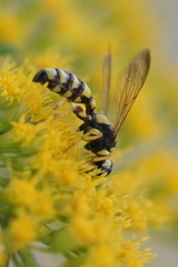 Cerceris arenaria