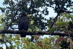 Buteogallus schistaceus