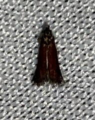 Varneria postremella