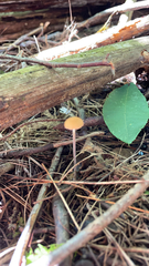 Marasmius siccus