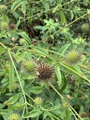 Dipsacus strigosus