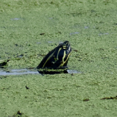 Pseudemys
