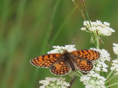 Melitaea