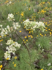 Psacalium decompositum