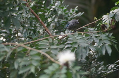 Thraupis sayaca