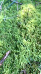 Thuidium delicatulum