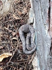 Agkistrodon contortrix