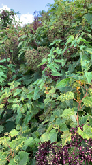 Daktulosphaira vitifoliae