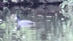 Fulica atra