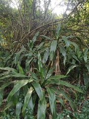 Dracaena aletriformis