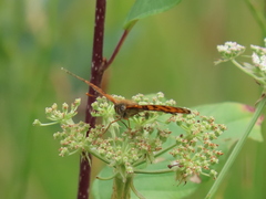 Melitaea