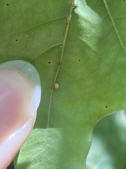 Pterygota
