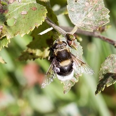 Eristalis intricaria