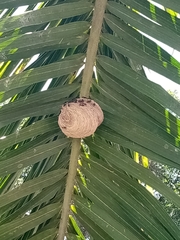 Polybia plebeja