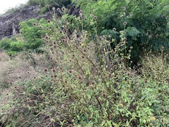 Dipsacus strigosus
