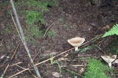 Ampulloclitocybe clavipes