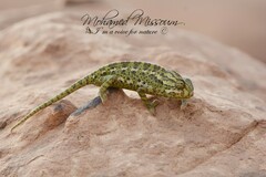 Chamaeleo chamaeleon chamaeleon