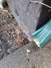 Agkistrodon contortrix