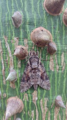 Agrius cingulata