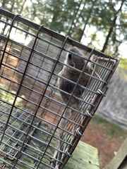 Glaucomys sabrinus