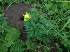 Trollius europaeus