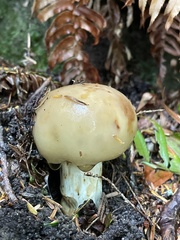 Russula fragrantissima