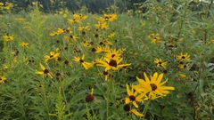 Rudbeckiinae
