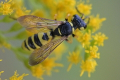 Cerceris arenaria