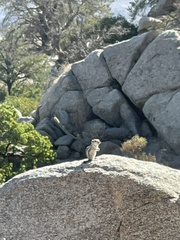 Ammospermophilus leucurus