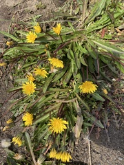 Taraxacum