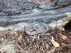 Agkistrodon contortrix