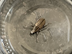 Naupactus leucoloma