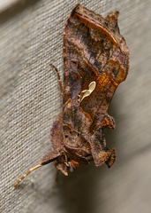 Autographa precationis