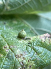 Celticecis celtiphyllia