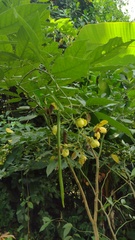 Senna spectabilis