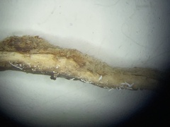 Stereum subtomentosum