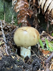 Russula fragrantissima