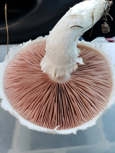 Agaricus argenteus image