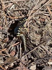 Aculeata