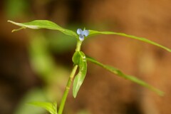 Commelina diffusa