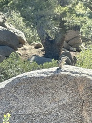 Ammospermophilus leucurus