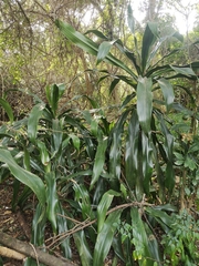 Dracaena aletriformis