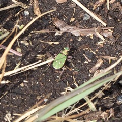 Cicindela campestris