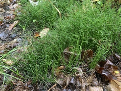 Equisetum scirpoides