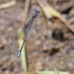 Argia hinei