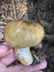 Russula fragrantissima