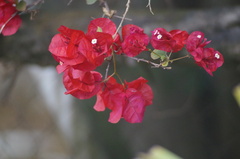 Bougainvillea glabra