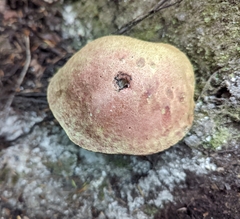 Boletus smithii
